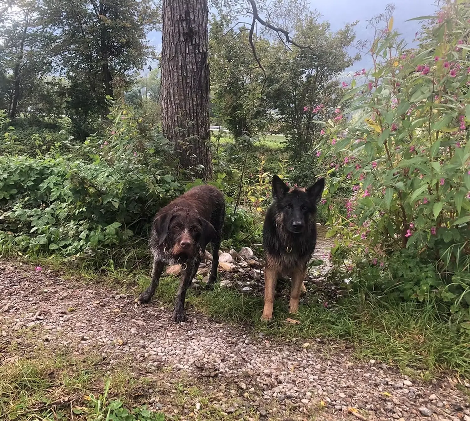 Tierheilpraxis Sabine Beitz - Hunde