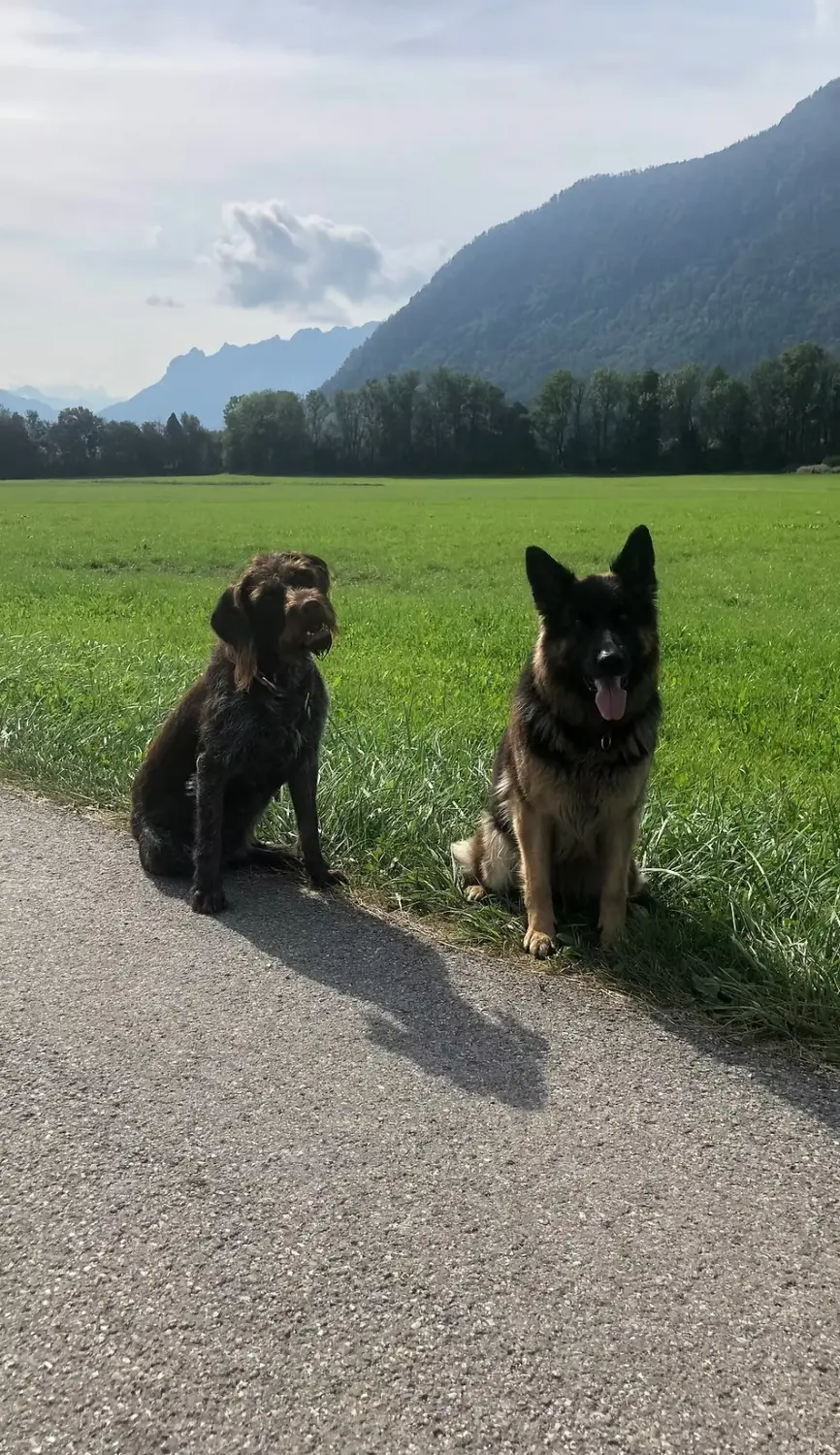 Tierheilpraxis Sabine Beitz - Hunde