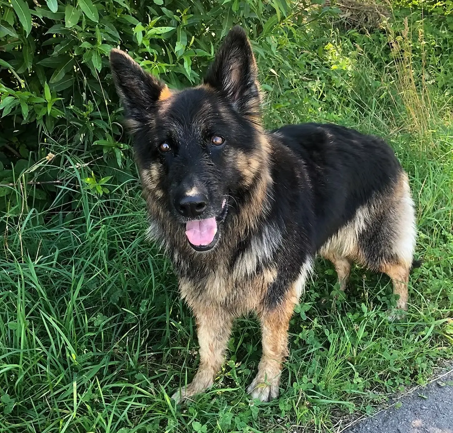 Tierheilpraxis Sabine Beitz - Hund
