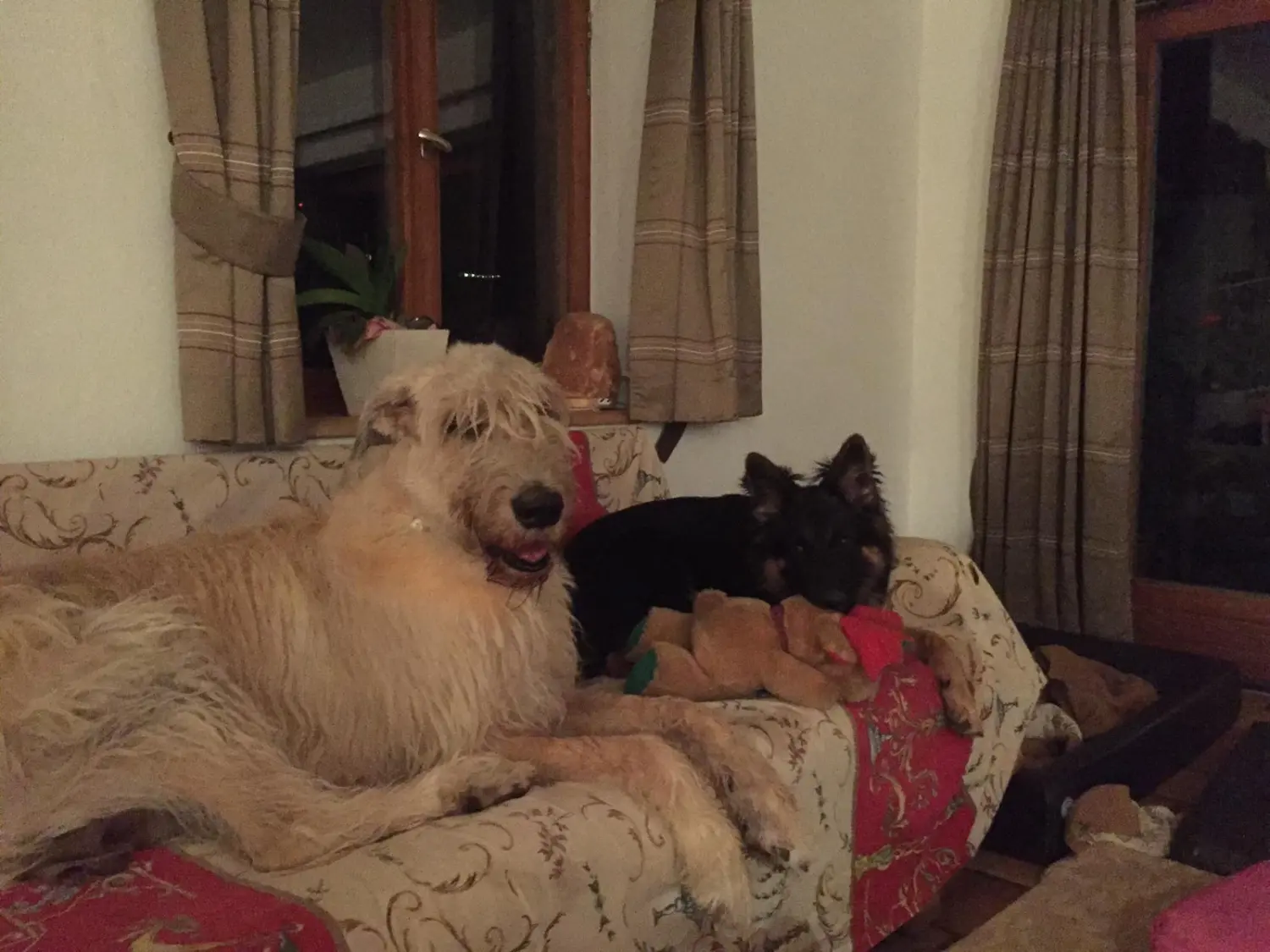 Tierheilpraxis Sabine Beitz - Hunde auf Sofa