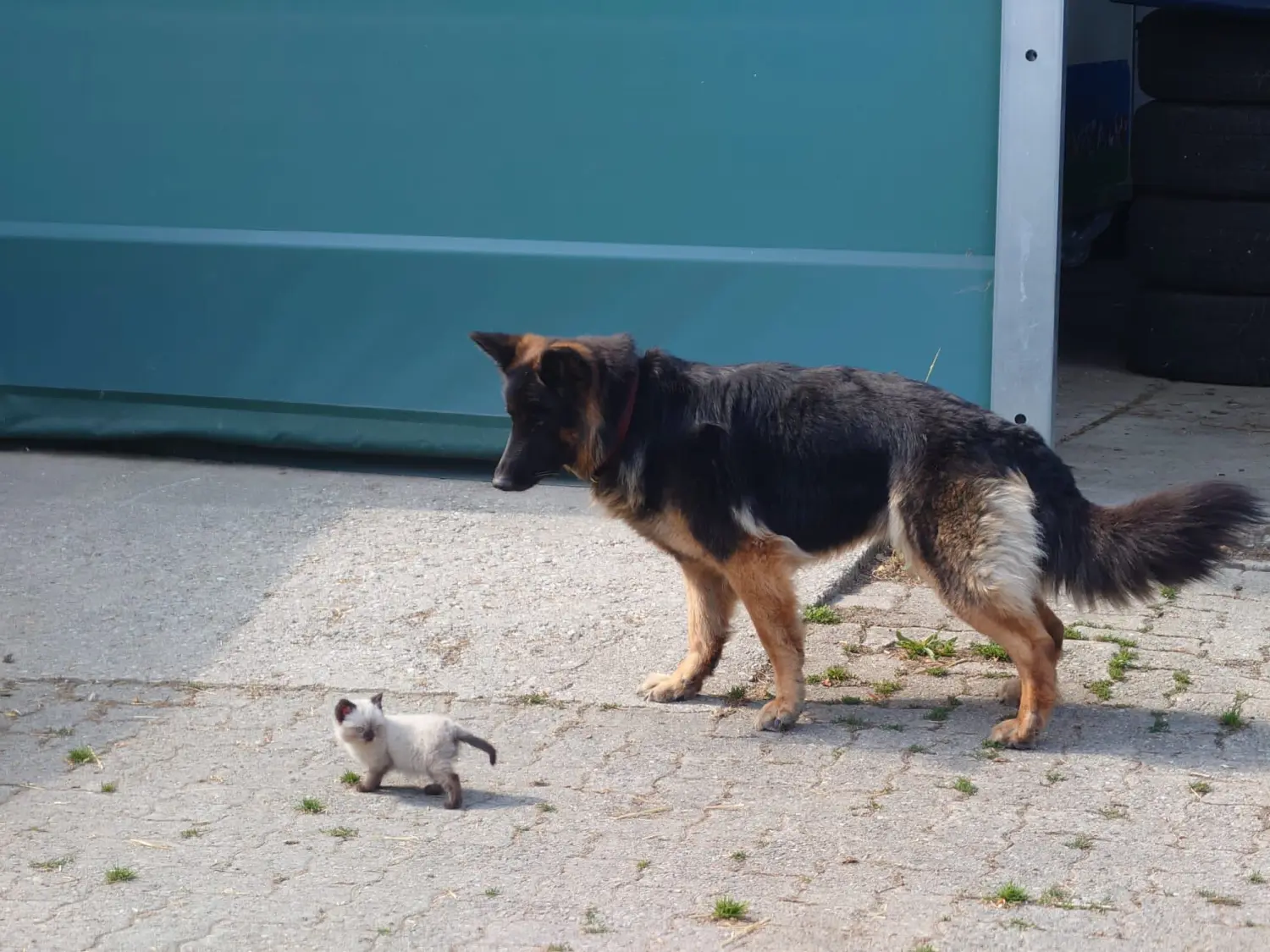Tierheilpraxis Sabine Beitz – Hund und Kätzchen