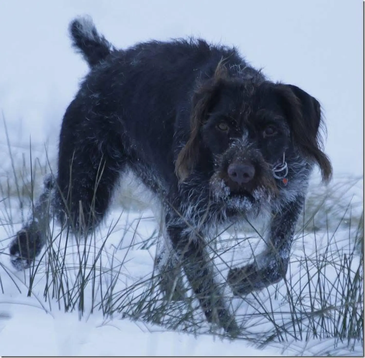 Tierheilpraxis Sabine Beitz – Hund