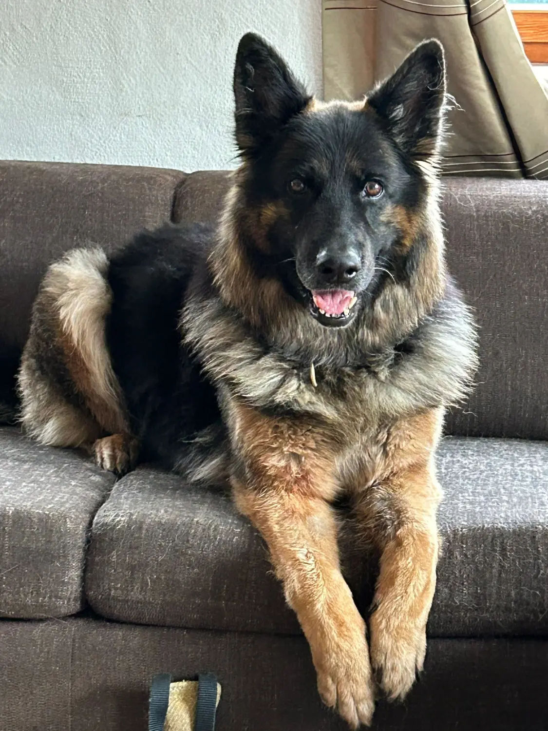 Tierheilpraxis Sabine Beitz – Hund