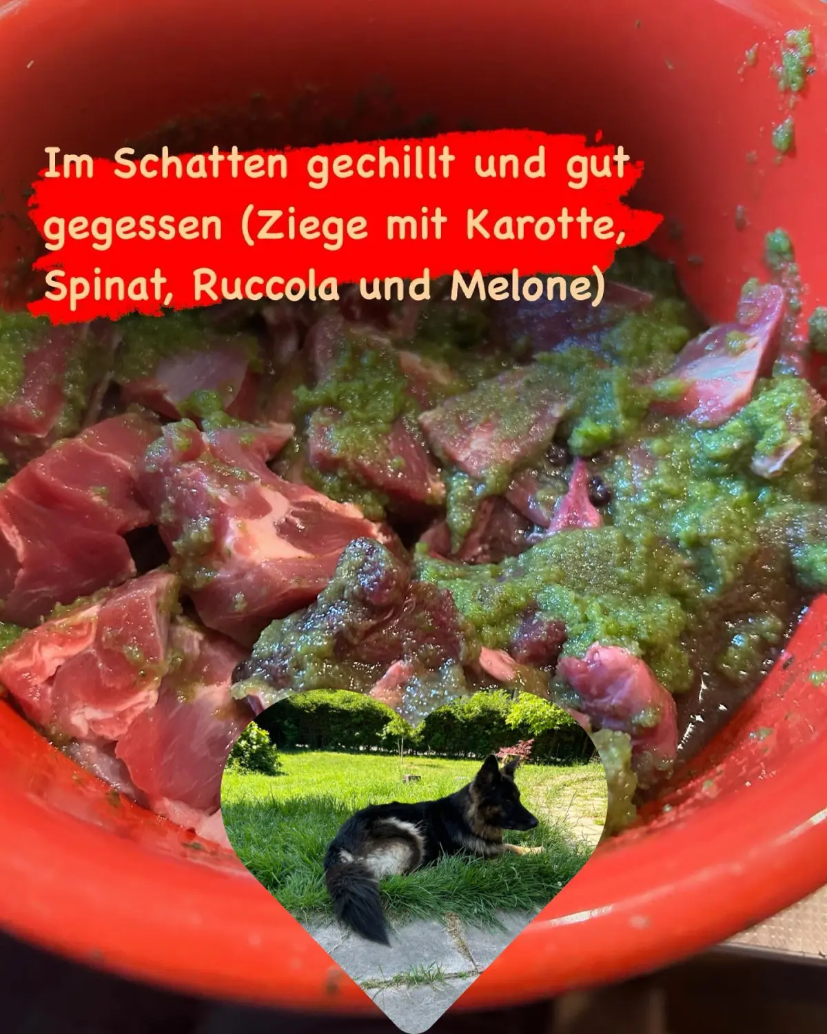Tierheilpraxis Sabine Beitz - Hundefutternapf